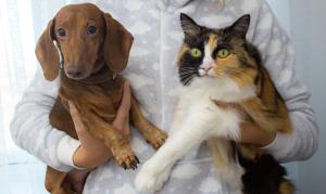 Secretaria Extraordinária de Proteção Animal